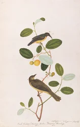 Red-throated Sunbird and Red-eyed Bulbul, from Drawings of Birds from Malacca, c.1805-18